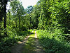 Dománovický les NR 2.jpg