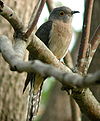 Fan-tailed Cuckoo Dayboro.JPG