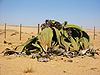 Welwitschia mirabilis(2).jpg