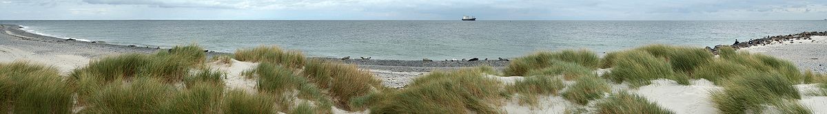 Oststrand von Düne mit Seehunden und ankerndem Schiff