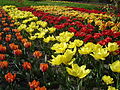Britzer Garten Tulipan 2.jpg