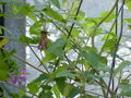 Canarina canariensis0.jpg