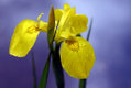 Gelbe Sumpfschwertlilie.jpg