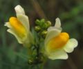 Linaria-vulgaris-060806-wiki.jpg