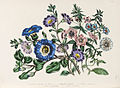 Loudon - The Ladies' Flower-Garden of Ornamental Annuals - pl. 25.jpg