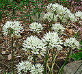 Triteleia hyacinthina 1.jpg