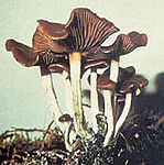 Psilocybe cyanescens.jpg