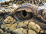 Crocodile marin Thoiry 19801.jpg