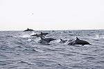 Dolphins Oman-2.jpg