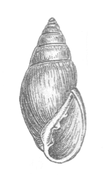 Geyer-1927 Myosotella myosotis.png
