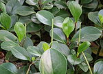 Peperomia magnoliifolia