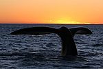 Southern right whale10.jpg