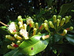 Syzygium aromaticum on tree.jpg
