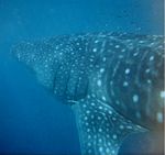 Whale shark Australia.jpg