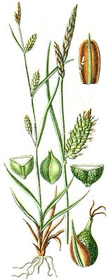Carex punctata.jpg