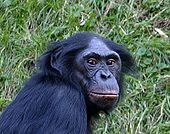 Foto eines Bonobo im Dreiviertelprofil