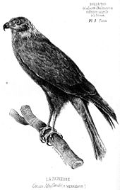 Schwarz-weiß-Zeichnung einer Réunionweihe in aufrechter Sitzhaltung