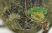 Parethelcus pollinarius detail1.jpg