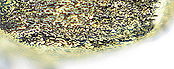 Parethelcus pollinarius detail2.jpg