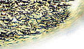 Parethelcus pollinarius detail3.jpg