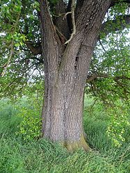 Birnbaum bei Reith, 2.jpg