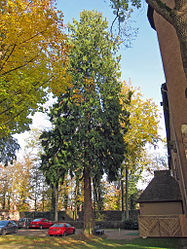 Lebensbaum Aschach, 2.jpg