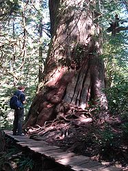 Riesen-Lebensbaum (Western Red Cedar) am Big Cedar Trail