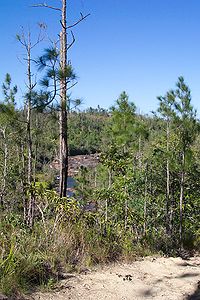 Mountain Pine Ridge Forest Reserve in den Maya Mountains