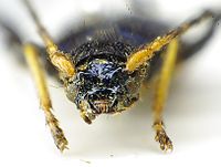 Phymatodes rufipes front.jpg