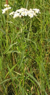 Sumpf-Schafgarbe (Achillea ptarmica)