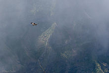 Foto einer männlichen Réunionweihe, die über einem Flusstal kreist