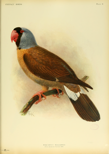Kolorierte Zeichnung eines Réunionsittichs