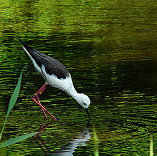 Flickr - coniferconifer - Black winged stilt.jpg