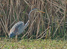 Purple Heron at Sultanpur I Picture 023.jpg