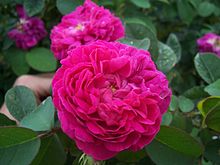 Rosa Rose de Rescht.jpg