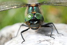 Foto einer Libelle mit Fokus auf Kopf und Augen