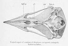 Zeichnung eines Fettschwalm-Schädels