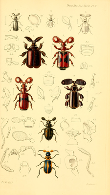 Fühlerkäfer aus Transactions of the Entomological Society of London vol. 2, 1837 von John Obadiah Westwood