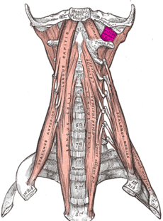 Rectus capitis lateralis muscle.PNG