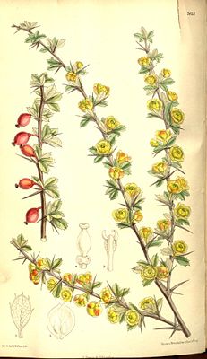 Netzblättrige Berberitze (Berberis dictyophylla), Illustration