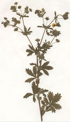 Mittleres Fingerkraut  (Potentilla intermedia) (Herbarbeleg)