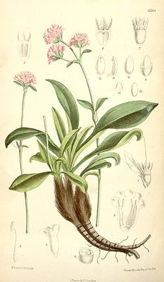 Indische Narde (Nardostachys grandiflora)