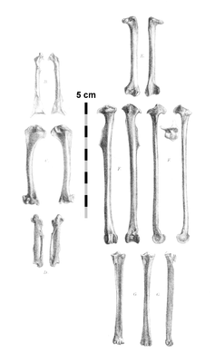 H. H. Slaters Knochenmaterial von Necropsar rodericanus