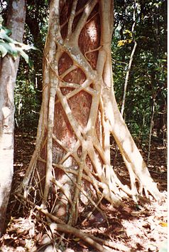 Ficus watkinsiana auf einem Acmena hemilampra im Iluka-Reservat