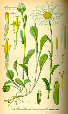 Margerite (Leucanthemum vulgare),  Illustration: (2) zygomorphe Zungenblüte mit drei Kronzipfeln, (3),(4) und (5) radiärsymmetrische Röhrenblüte.