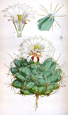 Coryphantha robustispina subsp. scheeri