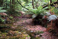 Pinkwood-Regenwald im Deua-Nationalpark