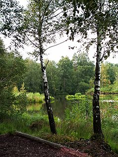 RiedweiherSeggenbülten und in den Randbereichen Baumbestand (Birke, Rotföhre) und artenreicher Strauchbewuchs