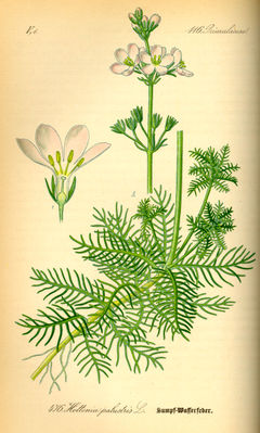 Wasserfeder (Hottonia palustris)