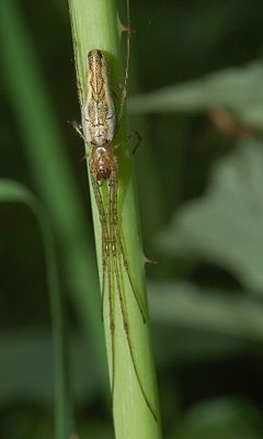 Bergstreckerspinne (Tetragnatha montana), Weibchen